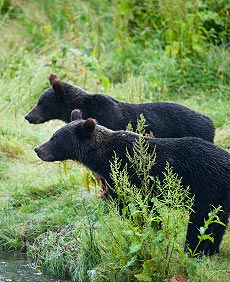 Alaska Photo