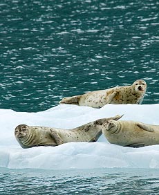 Alaska Photo