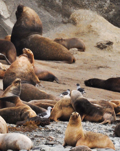 sea-lions.jpg