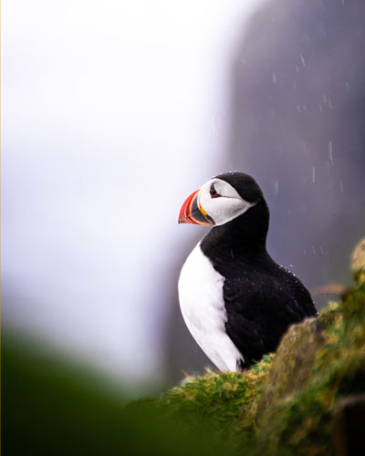 puffin2.jpg